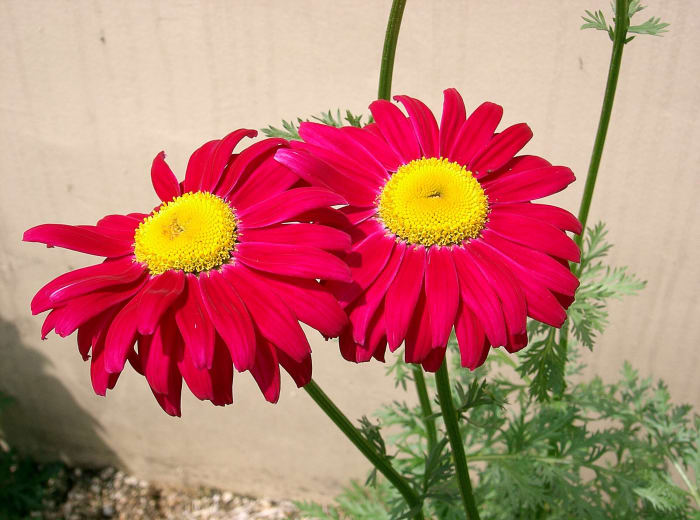 The Persian chrysanthemum or painted daisy produces less pyrethrin than the Dalmatian chrysanthemum.