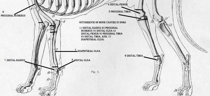 Edited to show frequent bone cancer locations in dogs.