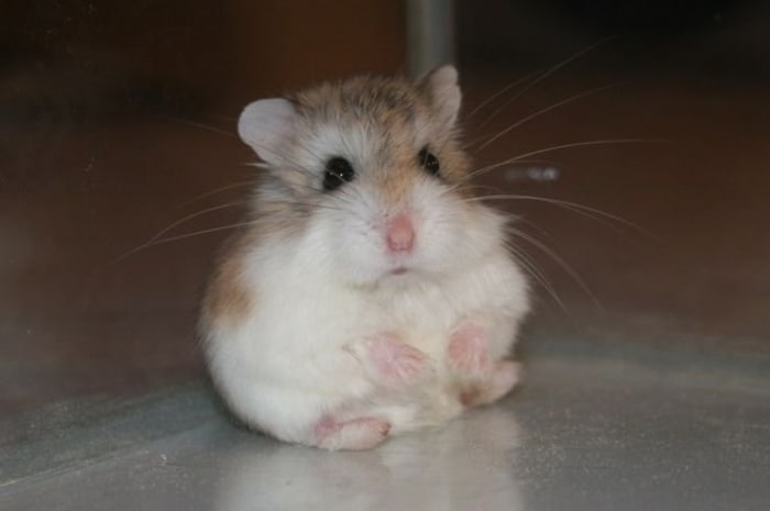 Roborovski hamsters are known for being small and adorable, but they're not actually very cuddly. Learn about how to care for these cute but challenging pets.