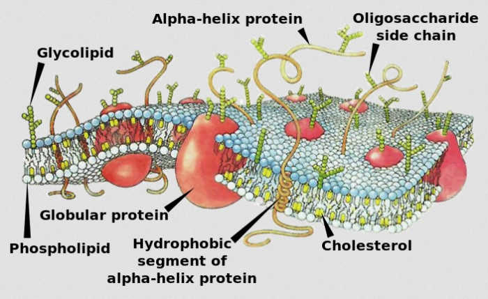 The cell membrane is a fluid, semi-permeable barrier which not only protects the interior of the cell but controls the movement of substances in and out.