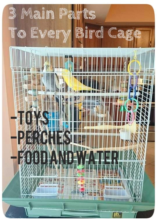 setting up a parakeet cage