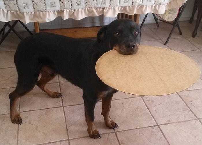 My Rottweiler Was Diagnosed With a Pinched Nerve Last Week