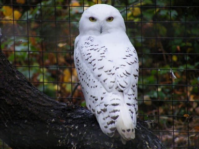 Owl energies can be drawn to a crystal by using an owl feather in recharging. Owl energy can help to enhance intuition and wisdom as well being useful during transitions in life.