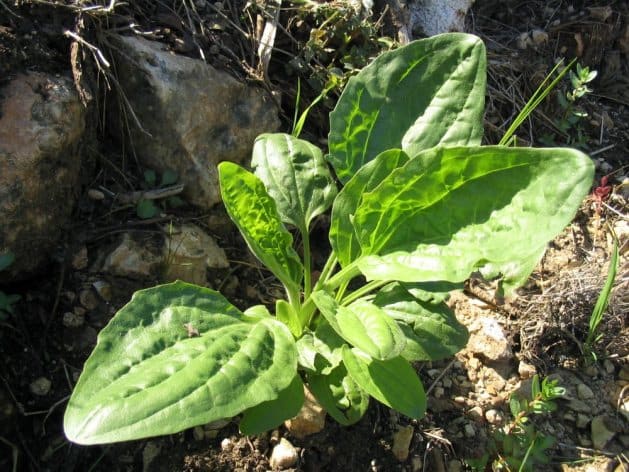 Who would have imaged such a common plant could have such miraculous properties!
