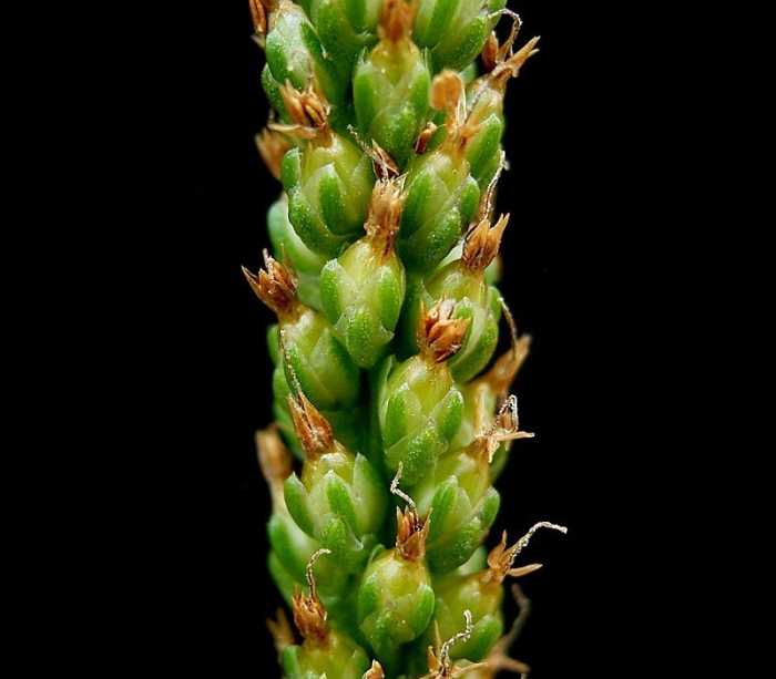 The seeds located at the top of the stalk are a great source of fiber!