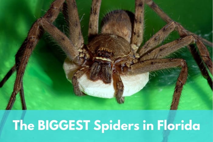 Weibliche Jagdspinne mit ihrem Eiersack. Diese Art wird allgemein als die größte in Florida angesehen und erreicht oft einen Durchmesser von sechs Zoll.