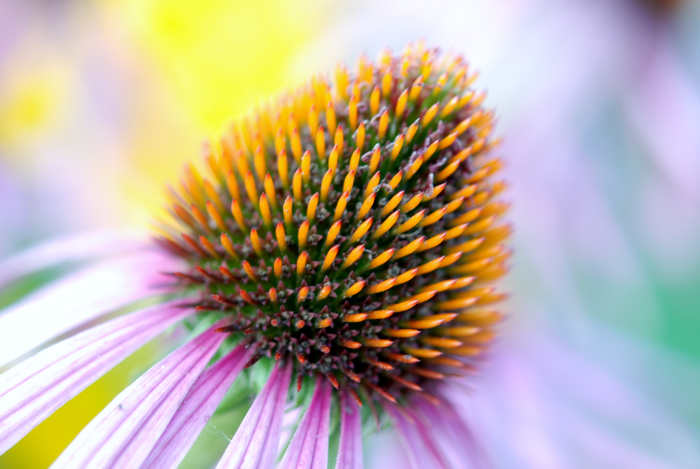 Great Plains Native Americans used echinacea for cold and flu, coughs, dyspepsia, tonsillitis, colic gonorrhea and even snakebites