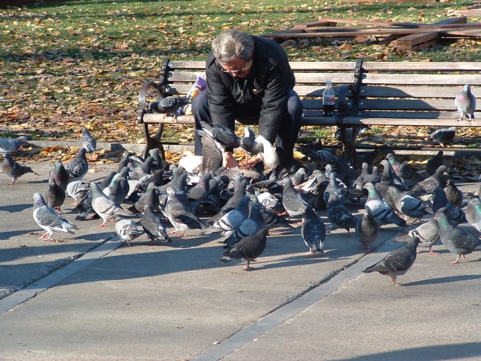 How to Raise Pigeons as Pets - PetHelpful - By fellow animal lovers and ...