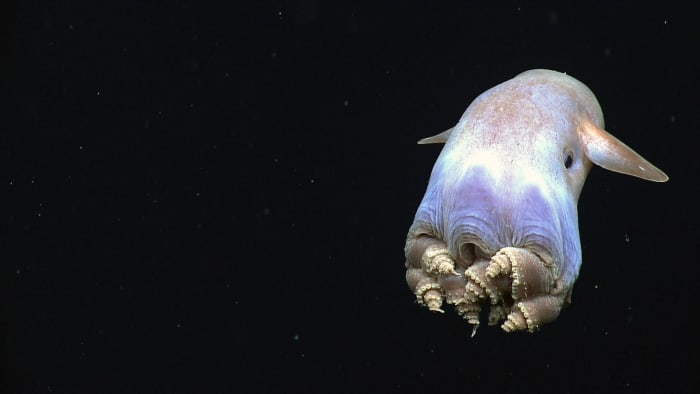 This picture of a dumbo octopus represents the first time that coiled arms (or legs) were seen in the species.