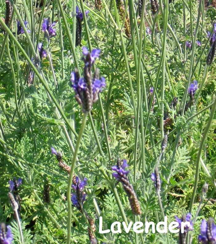 Lavender, easy to grow and so versatile—it can be used in a lot of different natural herbal remedies.