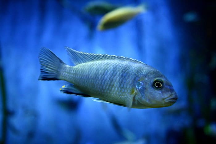 A beautiful Cichlid Tank is a great choice for your 55-gallon aquarium.