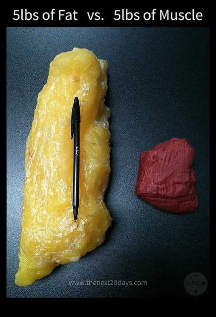 Since muscle is denser than fat, it takes up much less space and burns more kcals per pound!