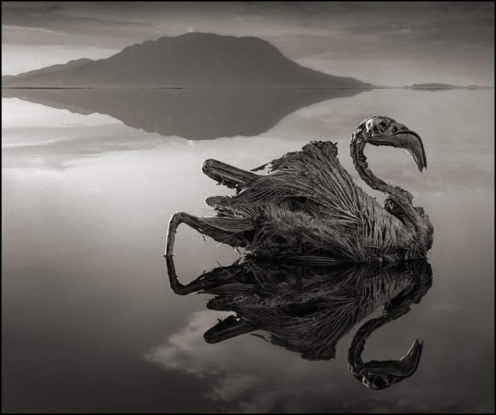 Lake Natron in Tanzania has a ph level of 10.5 that can burn the eyes and skin of animals who are not adapted to it...