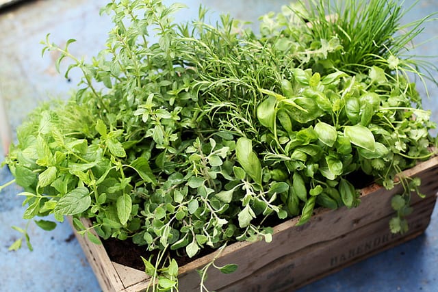 Even a small tub of herbs can provide many health benefits for you and your family.