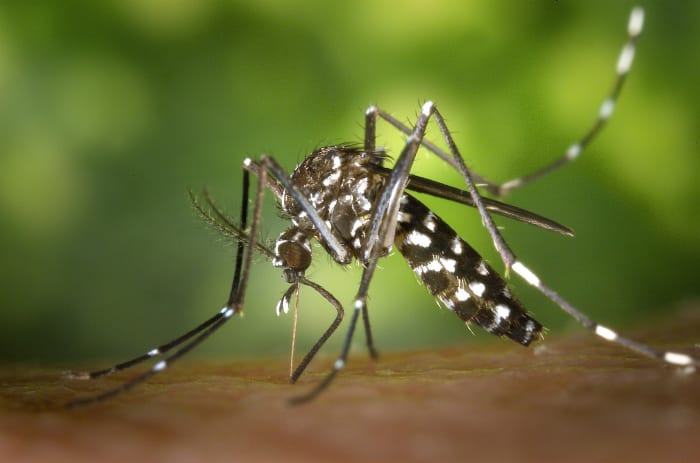 Mosquitoes may transmit disease organisms when they bite us. (The tiger mosquito shown above transmits disease, though not malaria.)