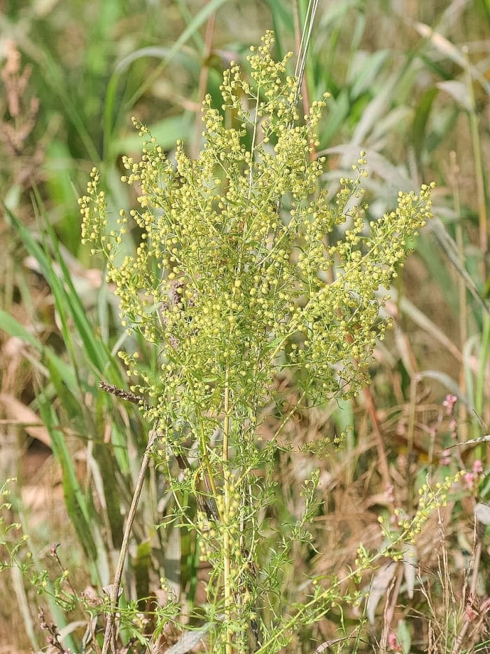 The sweet wormwood (Artemisia annua) contains artemisinin, which is a malaria medicine.