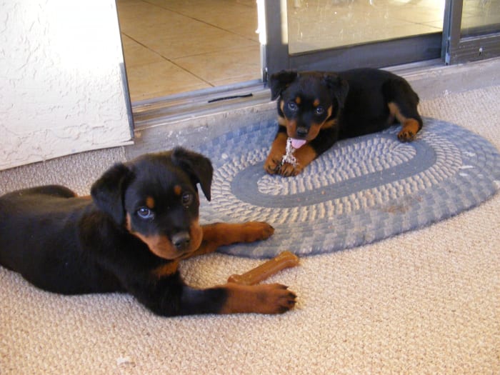 Puppies have not yet learned bite inhibition, so they may nip at you as a form of play. You can play gentle games with a mouthy pup to help them learn how to inhibit their bite.