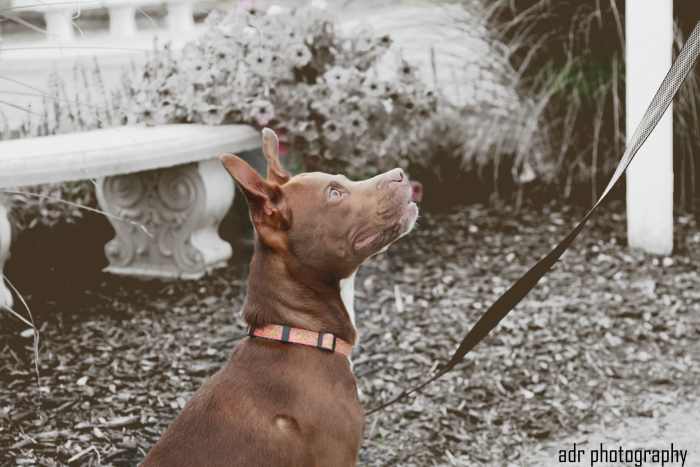 This is a new foster dog I had the honor of taking pictures of. He's in a fence, but still on a leash.