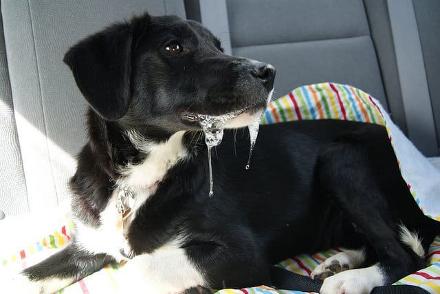 If your dog starts drooling excessively, find out what is wrong as soon as possible.