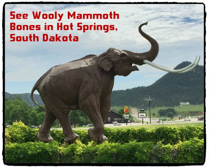 The Mammoth Site is an active paleontological dig site, meaning you can watch scientists dig for the mammoth fossils that are partially exposed in the earth. There are also assembled mammoth skeletons. The project is housed in a large building.