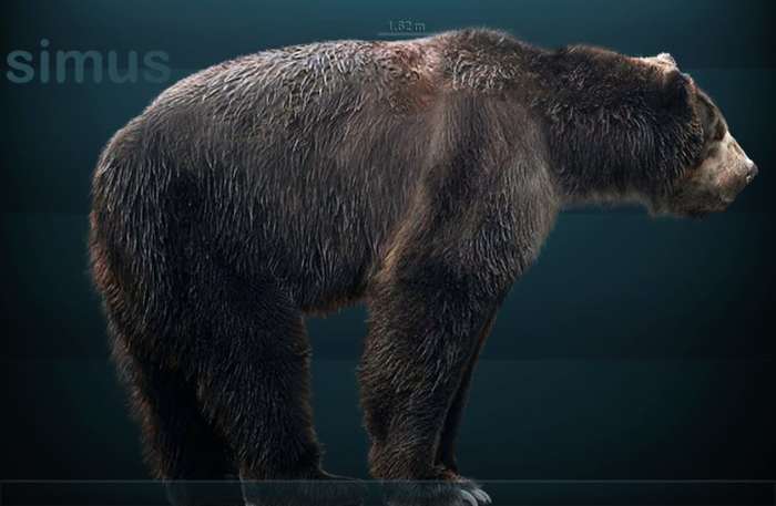 Do alleged short-faced bear sightings mean this prehistoric bear is still alive today?