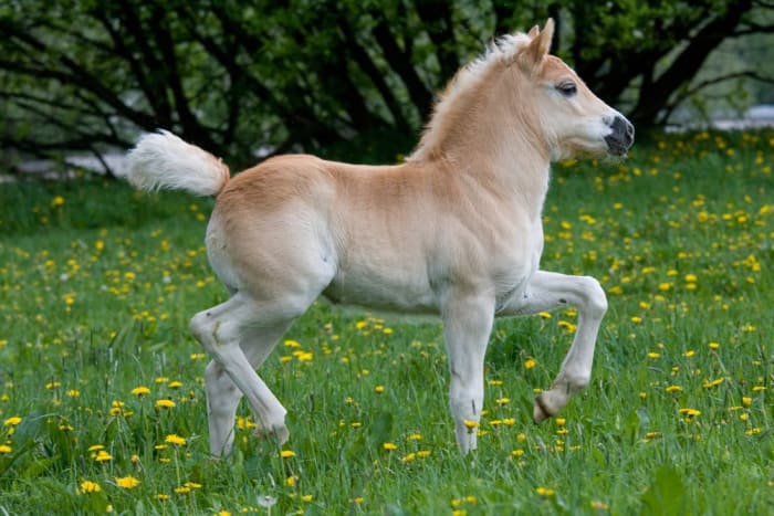 Lille pony