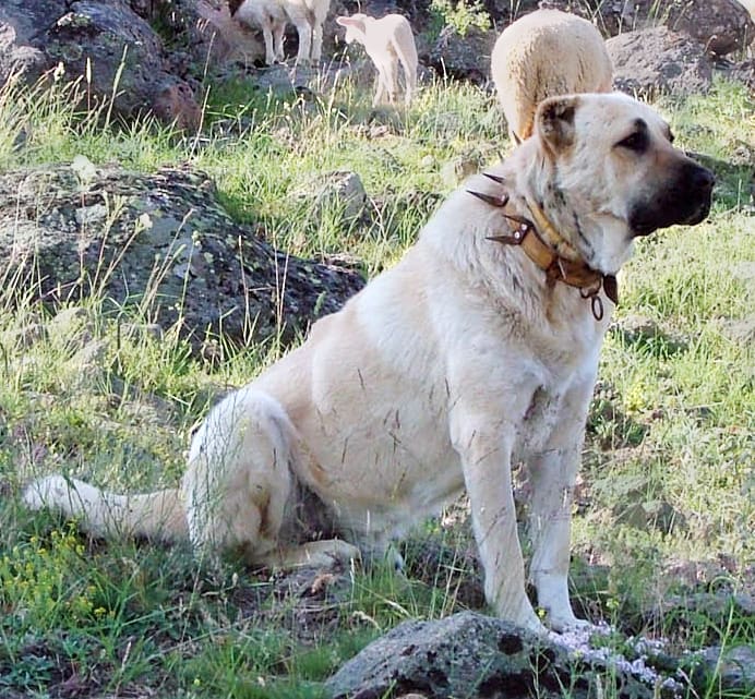 Perro guardián noble y protector del rebaño