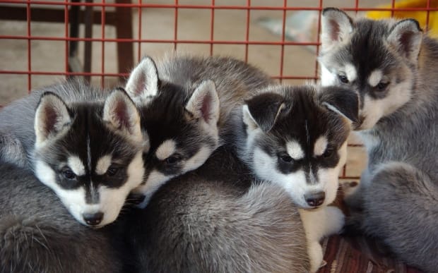 Getting a puppy from a breeder might seem like a safe and easy way to go, but that isn't always the case. Here's what you need to know.