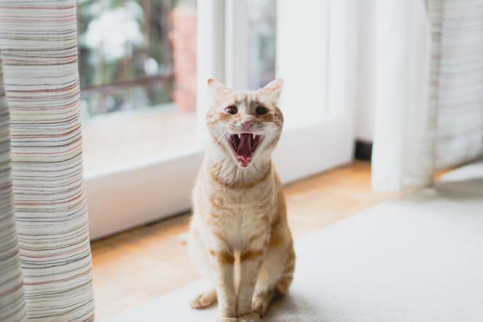 An in-depth look at the science and culture surrounding the topic of cat domestication and wild animals.
