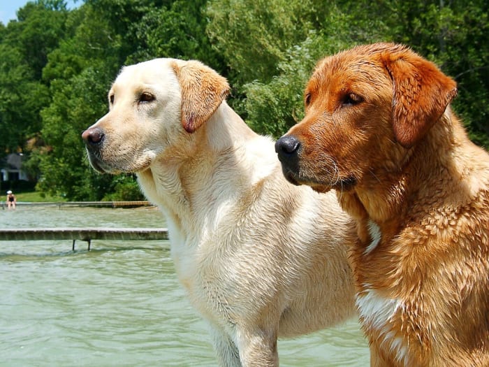 A yellow Labrador Retriever and a fox red one; the fox red form is a variation of the yellow form and isn't officially recognized as a distinct type