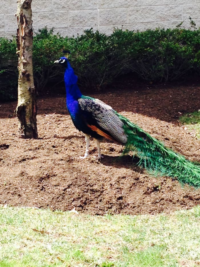 Little kids will love petting and seeing animals like this peacock in the small Central Park Zoo, which is a great thing to do with a toddler in nyc