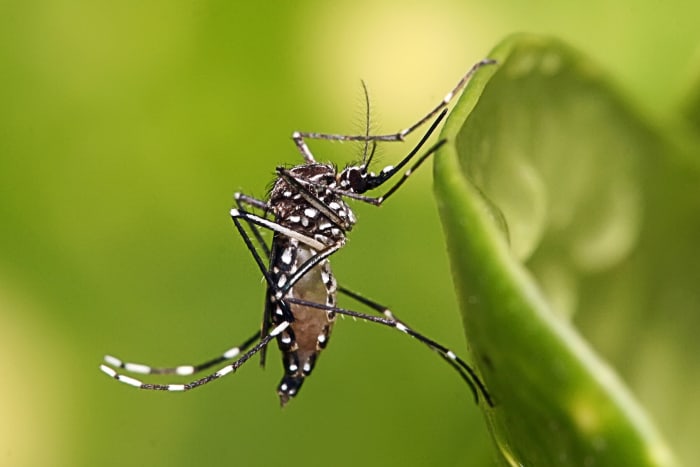 Aedes aegypti is a mosquito that transmits both dengue and Zika virus disease.