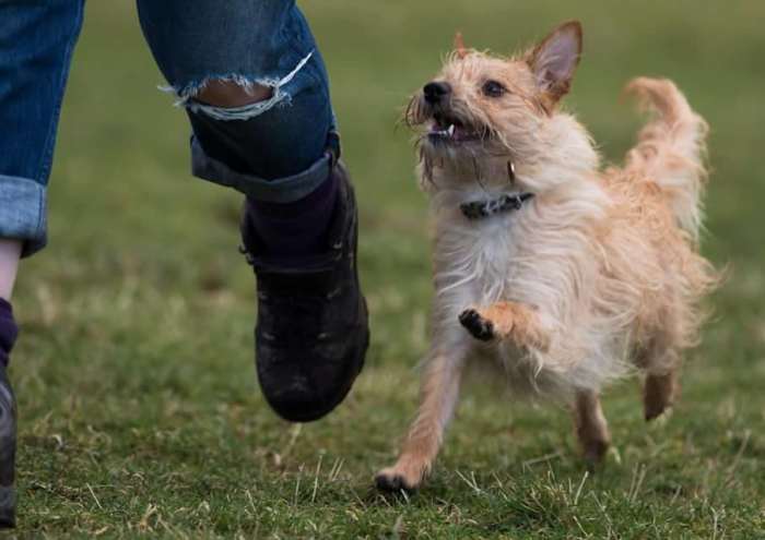 Teaching your dog to trot along beside you instead of pulling at the leash or disappearing in the distance as soon as they're unclipped isn't as hard as you might think!
