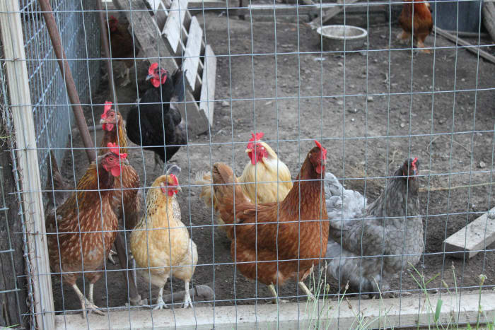 Sometimes chickens have to be kept confined for their own safety, or to maintain good relationships with the neighbors.