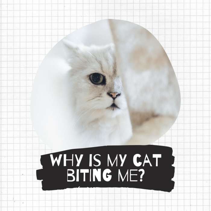 Why Does My Cat Bite Me? PetHelpful By fellow animal lovers and experts
