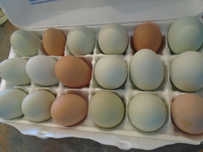 A sample of my hens' lovely, fresh, cage-free eggs showing the rich variety of size, color, and shape that naturally occurs.