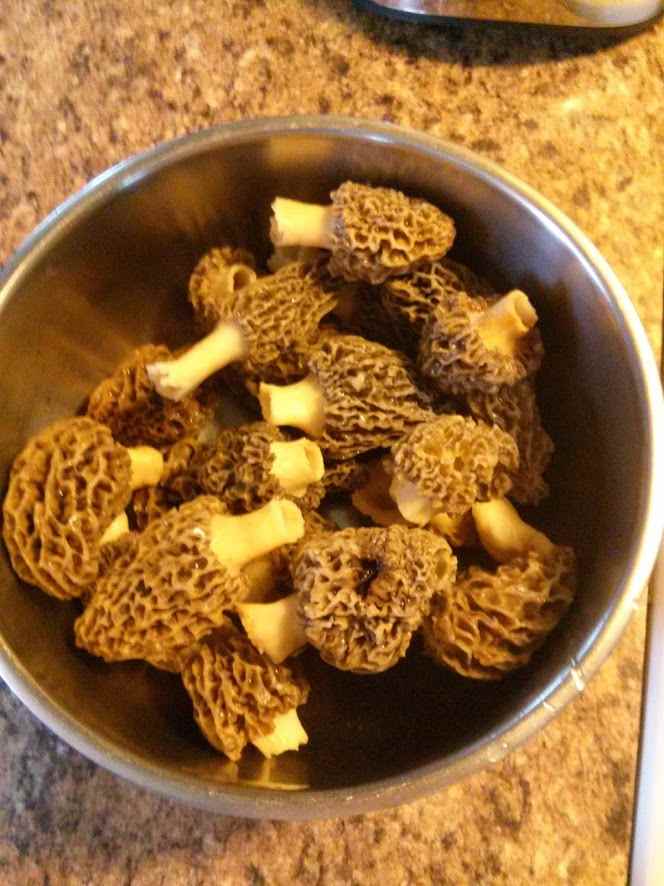 The Elusive Morel Mushroom Local Gold Delishably Food and Drink