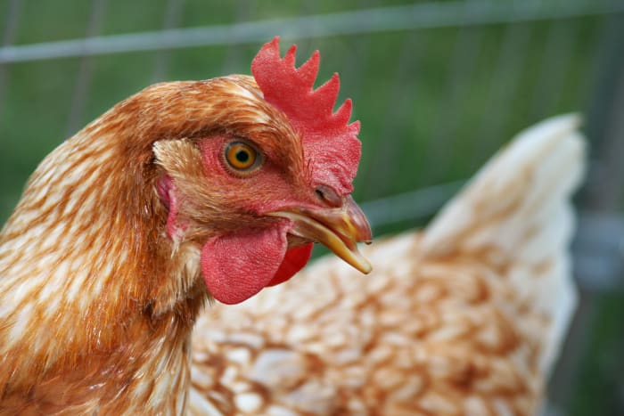 Danish scientist Henrik Dam discovered Vitamin K through an experiment in which he fed chickens a diet extremely low in cholesterol. In a few weeks, the animals began to bleed.