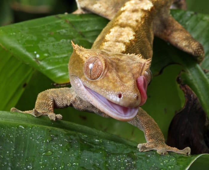 Los gecos crestados son reptiles mascotas populares.