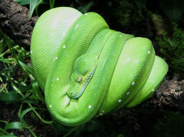 The green tree python is a beautiful but aggressive snake and should only be kept by experienced snake keepers.