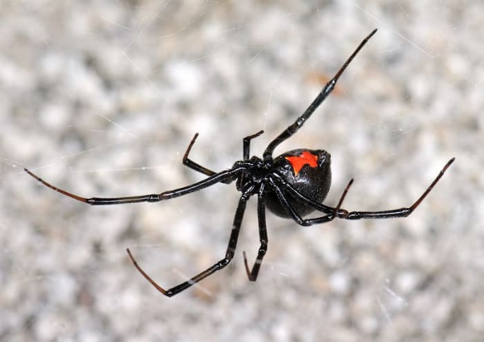 Yes, you can keep a black widow spider as a pet, but you have to be careful and avoid unnecessary risks.