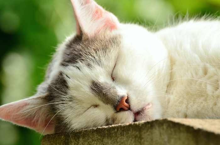 Though cats are nocturnal and often sleep during the day, excessive sleep can be a sign of a parasitic infection.