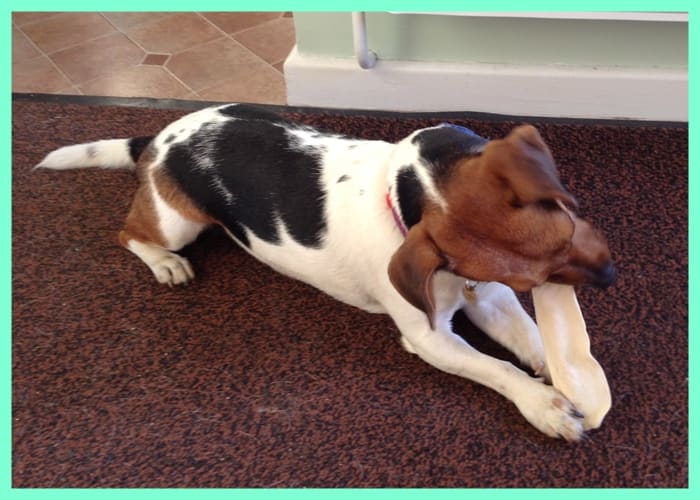 Ellie loves her hide chews, they help keep her teeth free from plaque and tartar