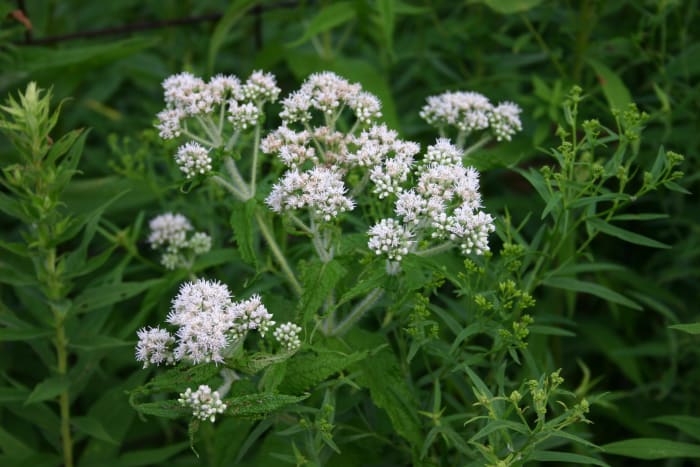 The name boneset derives from this herb's effectiveness at treating dengue fever. Dengue fever was also referred to as "breakbone fever."