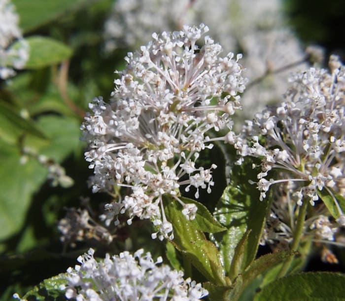 Redroot leaves have a wintergreen-like flavor. An optimal choice for a stimulating tea that does not contain caffeine.
