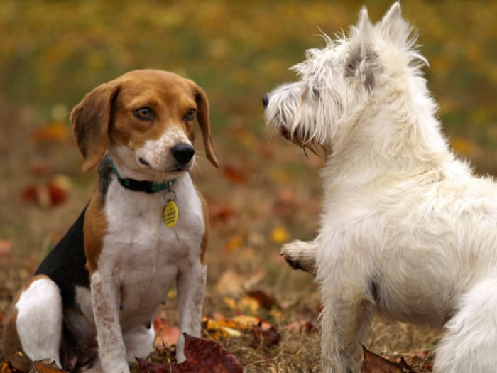 It is absolutely essential for dogs to socialize, as it stimulates them in ways that playing with their human simply can't.