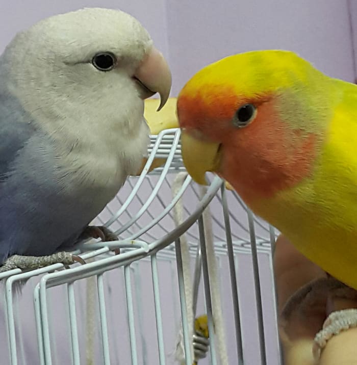 Picture showing a peach-faced male lovebird, Mumu, with his mate Lulu, who is a white-faced violet roseicollis peach-faced female lovebird.