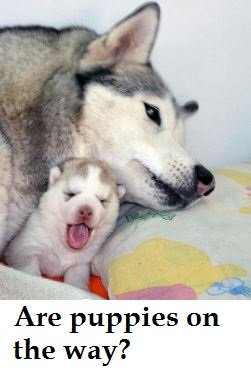 how-long-after-a-dog-losing-mucus-plug-does-labor-start