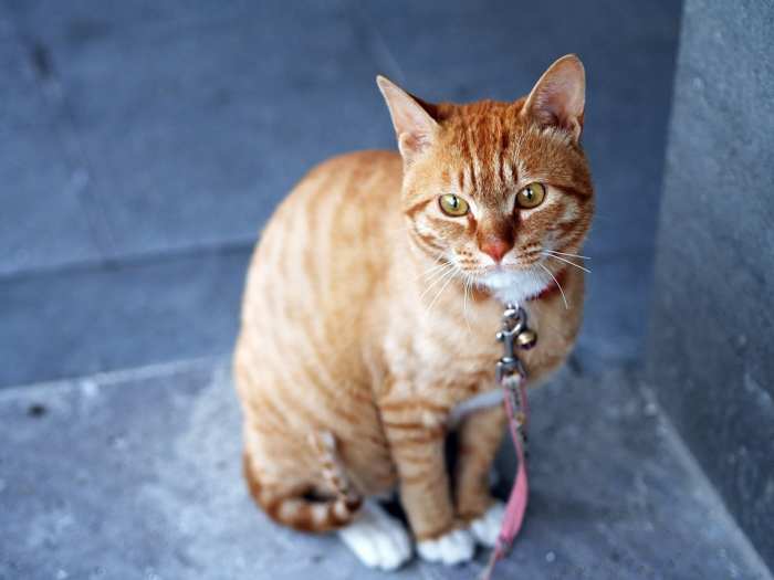 Pets rely on their humans for care, and they can't fend for themselves in the wild.
