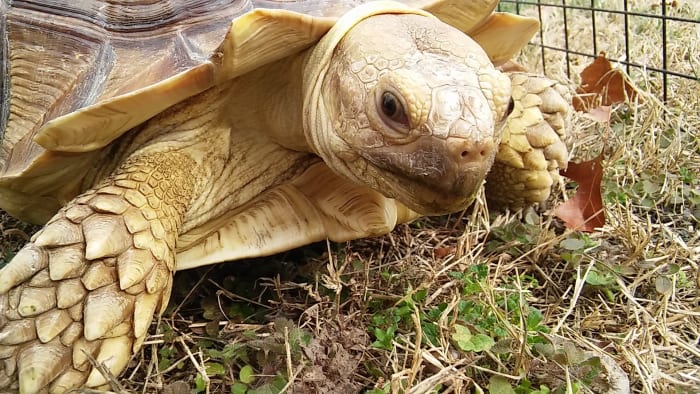 How To Care For Your Sulcata Tortoise - PetHelpful